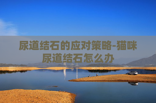 尿道结石的应对策略-猫咪尿道结石怎么办