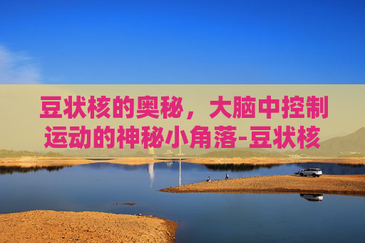 豆状核的奥秘，大脑中控制运动的神秘小角落-豆状核变性是什么病