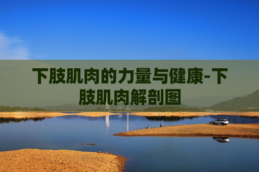 下肢肌肉的力量与健康-下肢肌肉解剖图