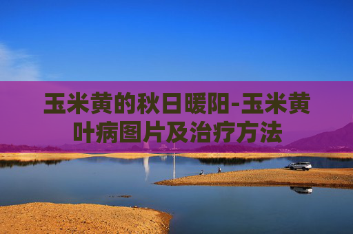 玉米黄的秋日暖阳-玉米黄叶病图片及治疗方法