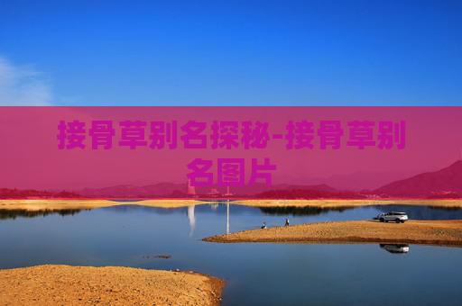 接骨草别名探秘-接骨草别名图片