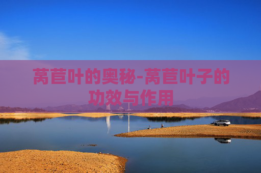 莴苣叶的奥秘-莴苣叶子的功效与作用