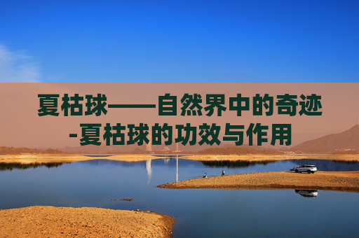 夏枯球——自然界中的奇迹-夏枯球的功效与作用