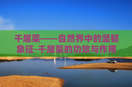 千屈菜——自然界中的坚韧象征-千屈菜的功效与作用