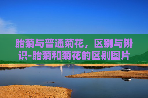 胎菊与普通菊花，区别与辨识-胎菊和菊花的区别图片