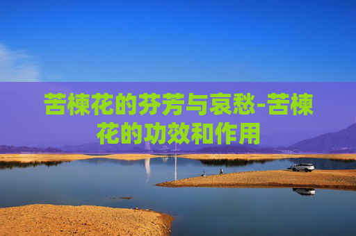 苦楝花的芬芳与哀愁-苦楝花的功效和作用