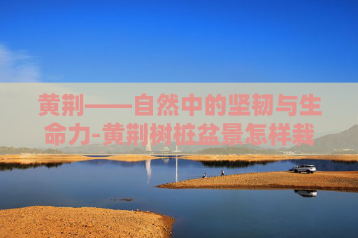 黄荆——自然中的坚韧与生命力-黄荆树桩盆景怎样栽种