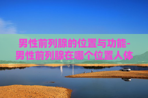 男性前列腺的位置与功能-男性前列腺在哪个位置人体示意图?