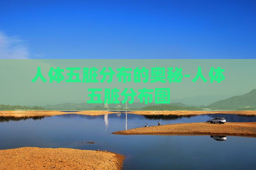 人体五脏分布的奥秘-人体五脏分布图